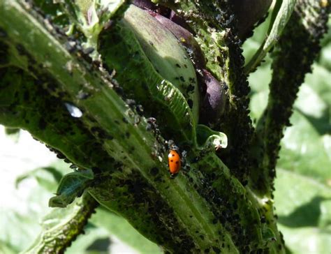 Coccinelle, auxiliaire précieux du jardinier