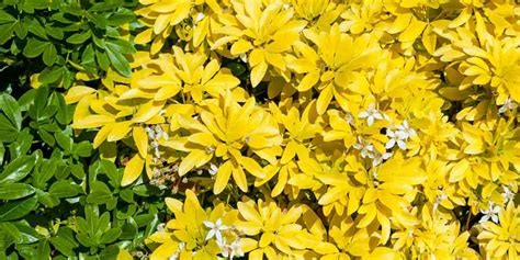 Jardin avec des Orangers du Mexique et d'autres plantes
