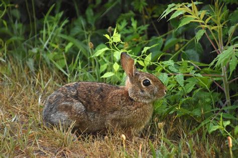 Lapin grignotant une plante