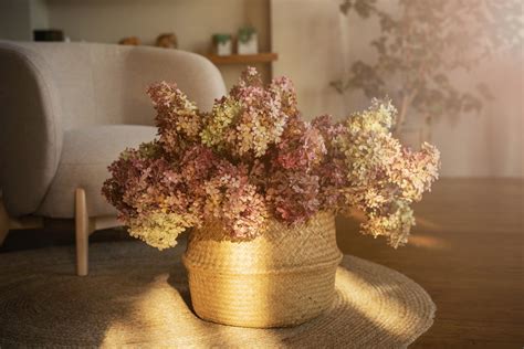 Bouquet d'hortensias séchés dans un intérieur lumineux