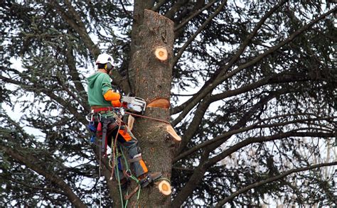 Techniques d'élagage et d'abattage d'arbres