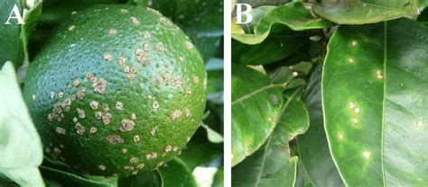Symptômes du chancre des agrumes sur feuilles et fruits