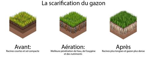 Diagramme illustrant les couches d'un gazon sain et l'impact de la scarification