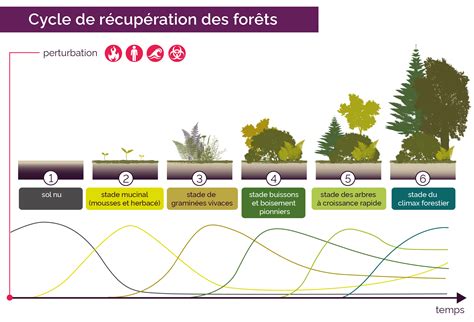 Schéma illustrant la résilience des écosystèmes en permaculture
