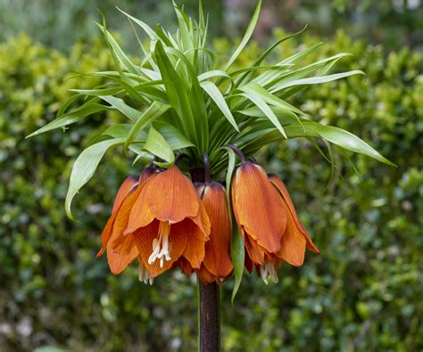 Fritillaire impériale en fleurs
