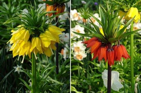 Assortiment de plantes répulsives pour taupes