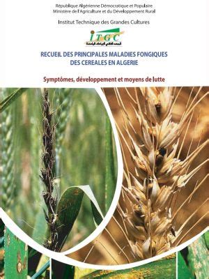 Impact des maladies fongiques sur l'orge