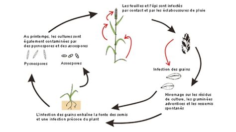 Cycle de vie de la septoriose du blé