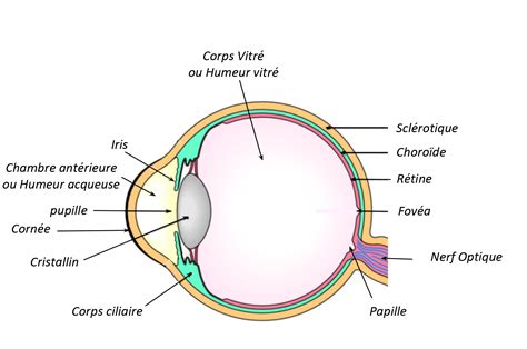 Structure de l'œil et nerf optique