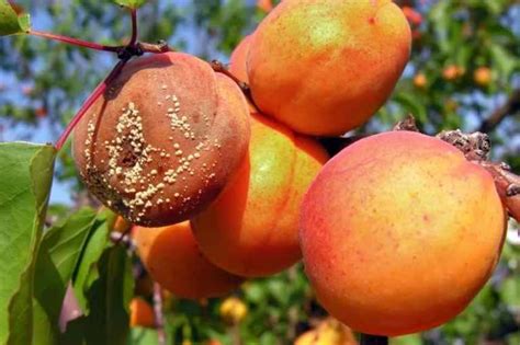Abricot atteint de moniliose