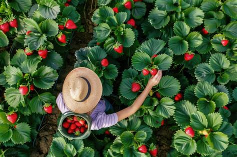Champ de fraises avec des cueilleurs