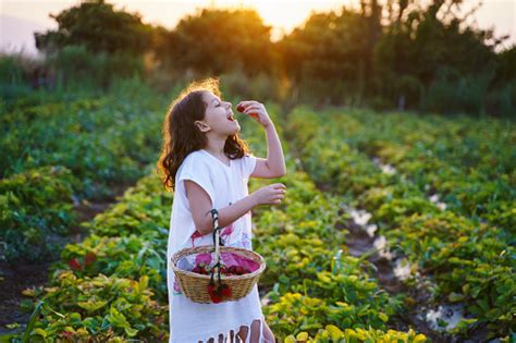 Famille cueillant des fraises