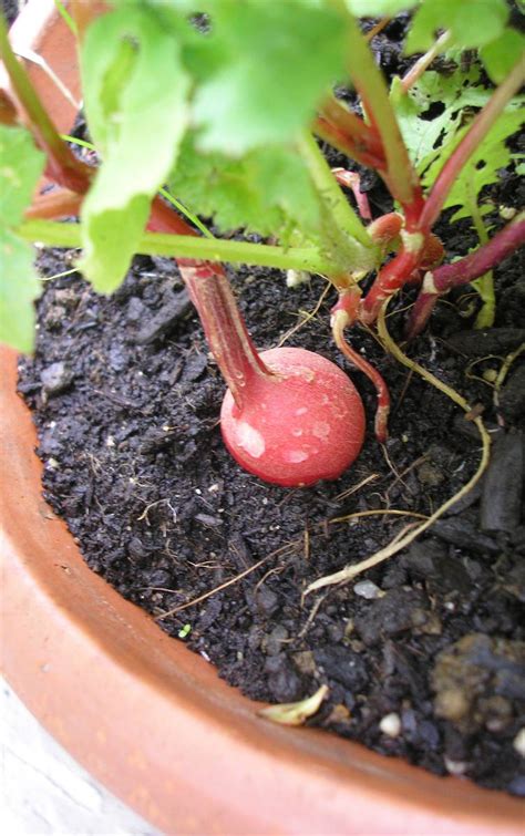 Variétés de radis pour la culture en pot