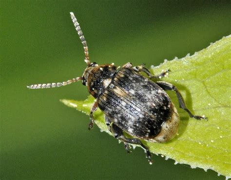Insectes ravageurs du radis