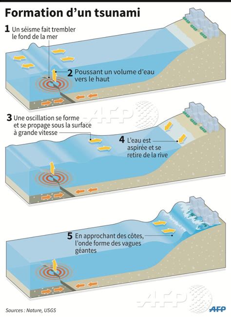 Schéma explicatif de la formation et du détachement d'une bulbille