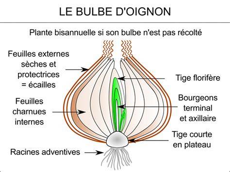 Différences entre bulbe à tunique et bulbe imbriqué