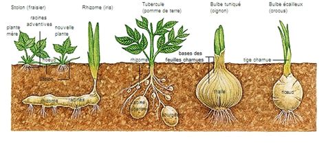 Exemples de plantes formant des bulbilles à différents endroits