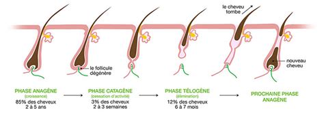 Phases du cycle pilaire