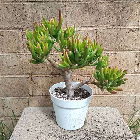 Crassula Ovata (Arbre de Jade) en pot