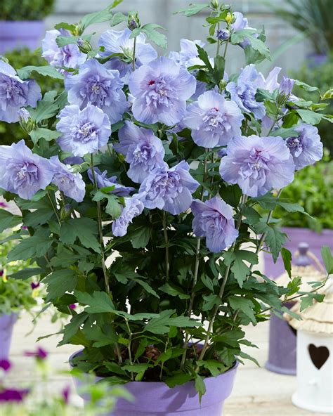 Gros plan sur une fleur d'Hibiscus syriacus 'Blue Chiffon' aux pétales doubles bleus