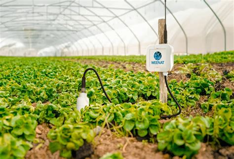 Maraîcher utilisant des capteurs d'humidité connectés dans un champ