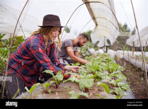 Jeunes agriculteurs souriants dans un champ de légumes bio