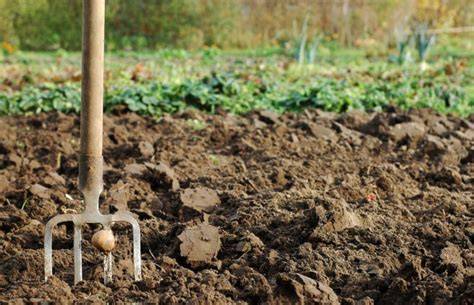 Diagramme des étapes de la préparation du sol avant la plantation de la vigne