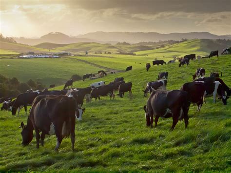 Cattle grazing on a pasture, illustrating sustainable farming