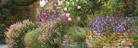 Illustration d'un jardin luxuriant avec des géraniums vivaces en pleine floraison