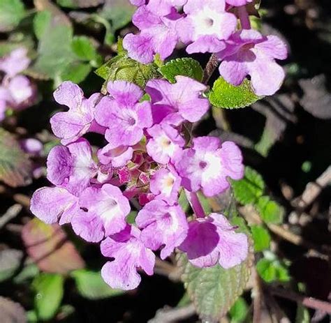 Lantana sellowiana en fleurs