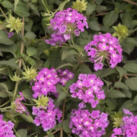 Lantana sellowiana 'Lilas' en suspension