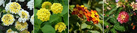 Variation des couleurs des fleurs de Lantana