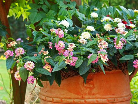 Plantation du Lantana en pot