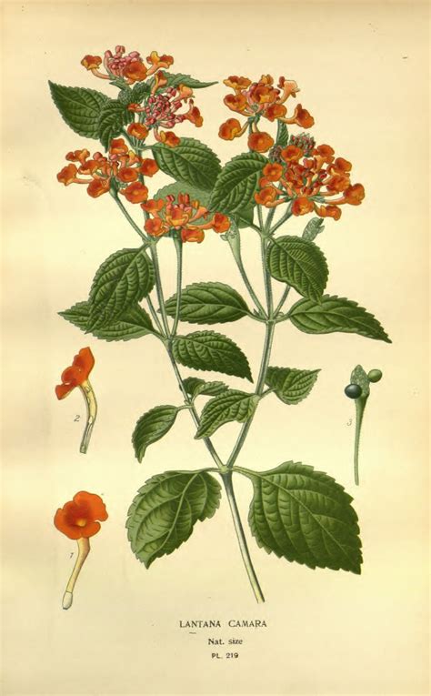 Planche botanique de Lantana camara
