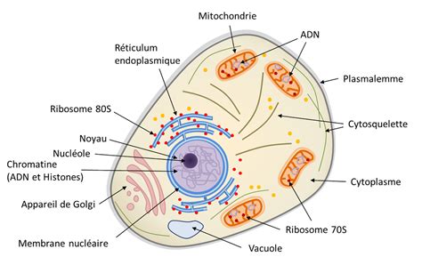 Structure générale d'une cellule eucaryote