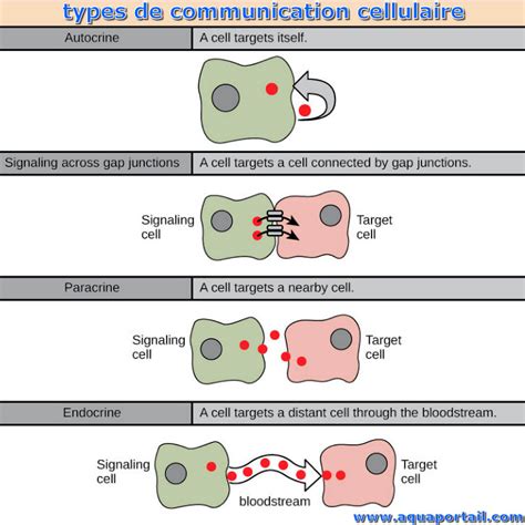Modes de communication cellulaire
