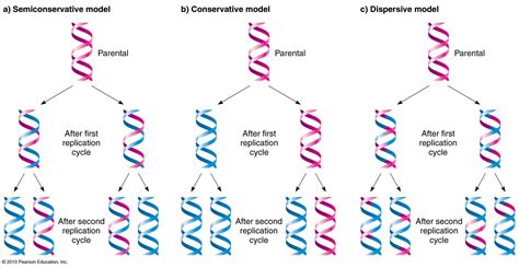 Réplication semi-conservative de l'ADN