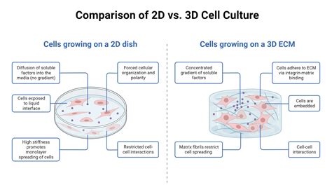 Culture cellulaire en 2D vs 3D