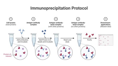 Principe de l'immunoprécipitation