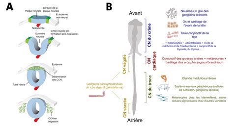 Immunohistochimie des cellules de crêtes neurales