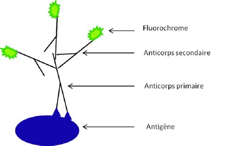 Principe de l'immunofluorescence