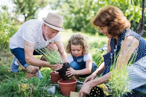 Grand-parent jardinant avec ses petits-enfants dans un potager aménagé