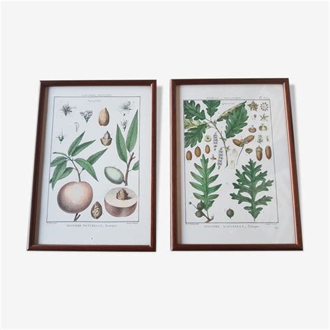 Planches botaniques illustrant le Millepertuis et le Saule