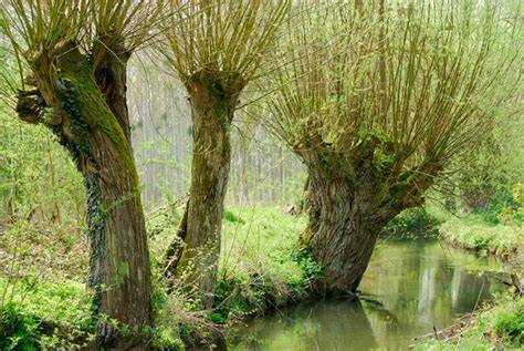 Branches de saule trempant dans un récipient d'eau