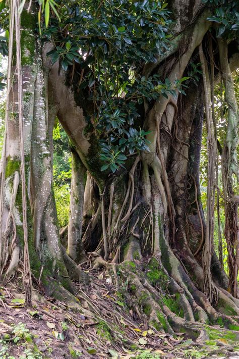 Ficus étrangleur avec racines aériennes