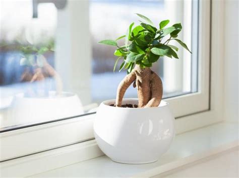 Bonsaï Ficus près d'une fenêtre lumineuse