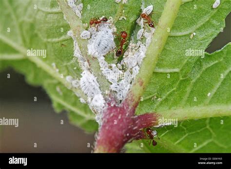 Cochenilles sur une feuille de plante
