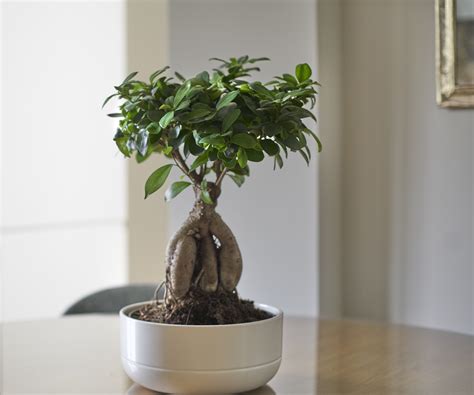 Collection de différents bonsaïs Ficus