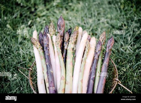 Panier d'asperges blanches fraîches