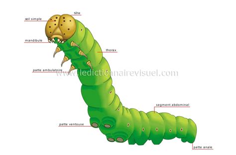 Schéma illustrant les différences anatomiques entre une vraie chenille (Lépidoptère) et une fausse chenille (Tenthrède)